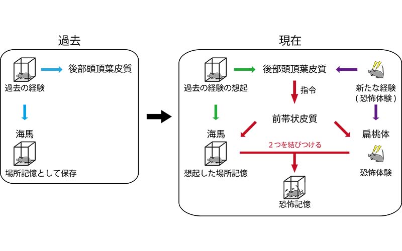 記憶のアップデートを指令する神経細胞集団を発見